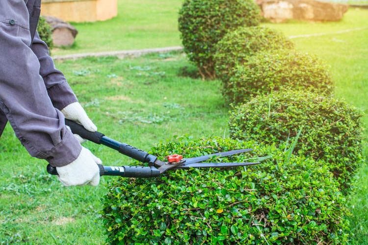 <p>Élagueur, Orly</p><p>Service d’élagage, Orly</p><p>Travaux d’élagueur, Orly</p>