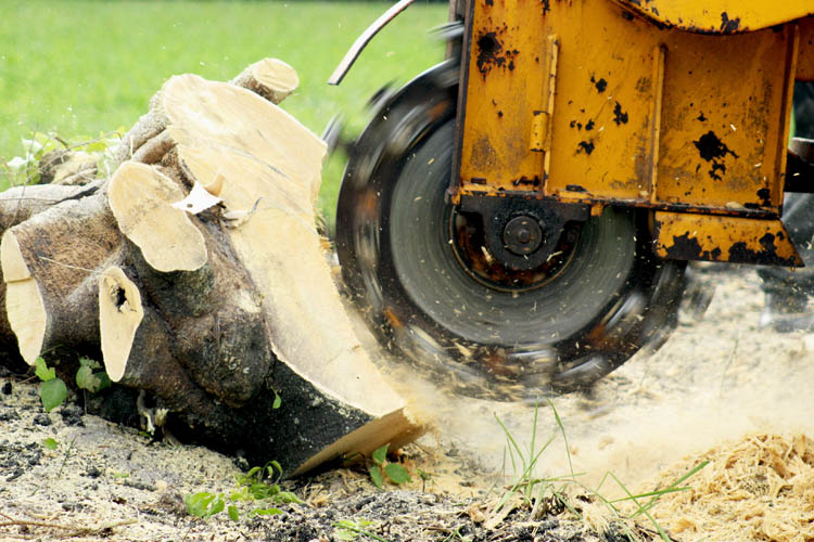 <p>Dessouchage à Orly</p><p>Travaux de dessouchage à Orly</p><p>Dessouchage de terrains à Orly</p>