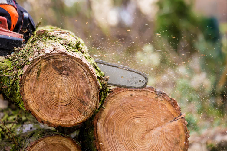 Combien coûte l'élagage d'un arbre ? Thiais<br>Quel est le tarif pour l'élagage d'un arbre ? Thiais<br/>Quel est le coût de l'élagage d'un arbre ? Thiais